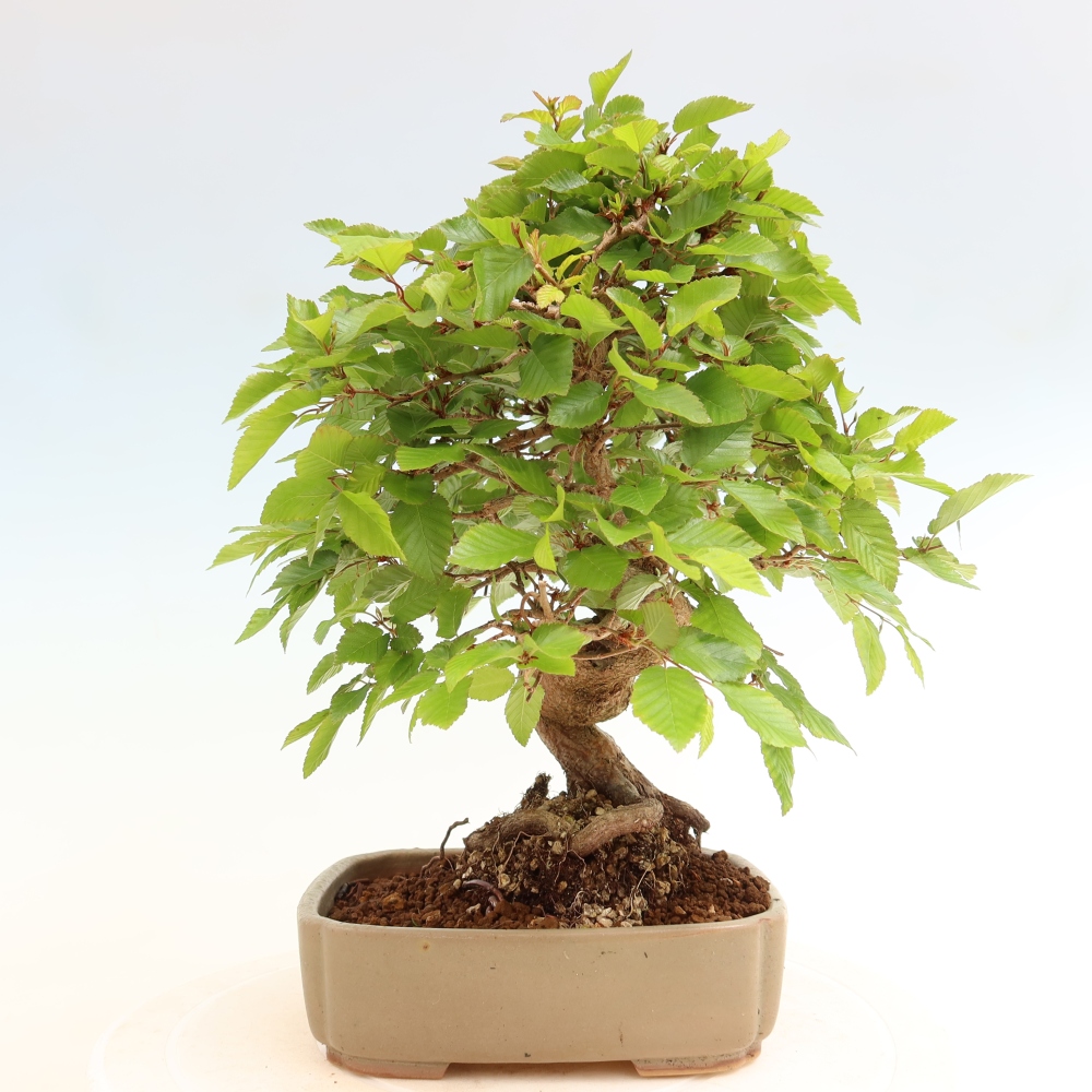 Vonkajší bonsaj -Carpinus coreana - Hrab kórejský
