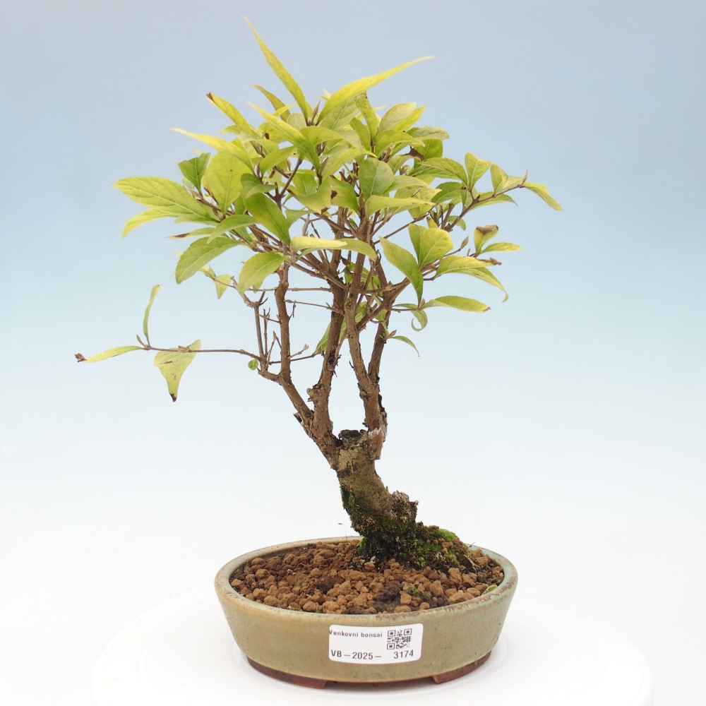 Vonkajšia bonsai - krásnoplodka - Callicarpa jap. Leucocarpa