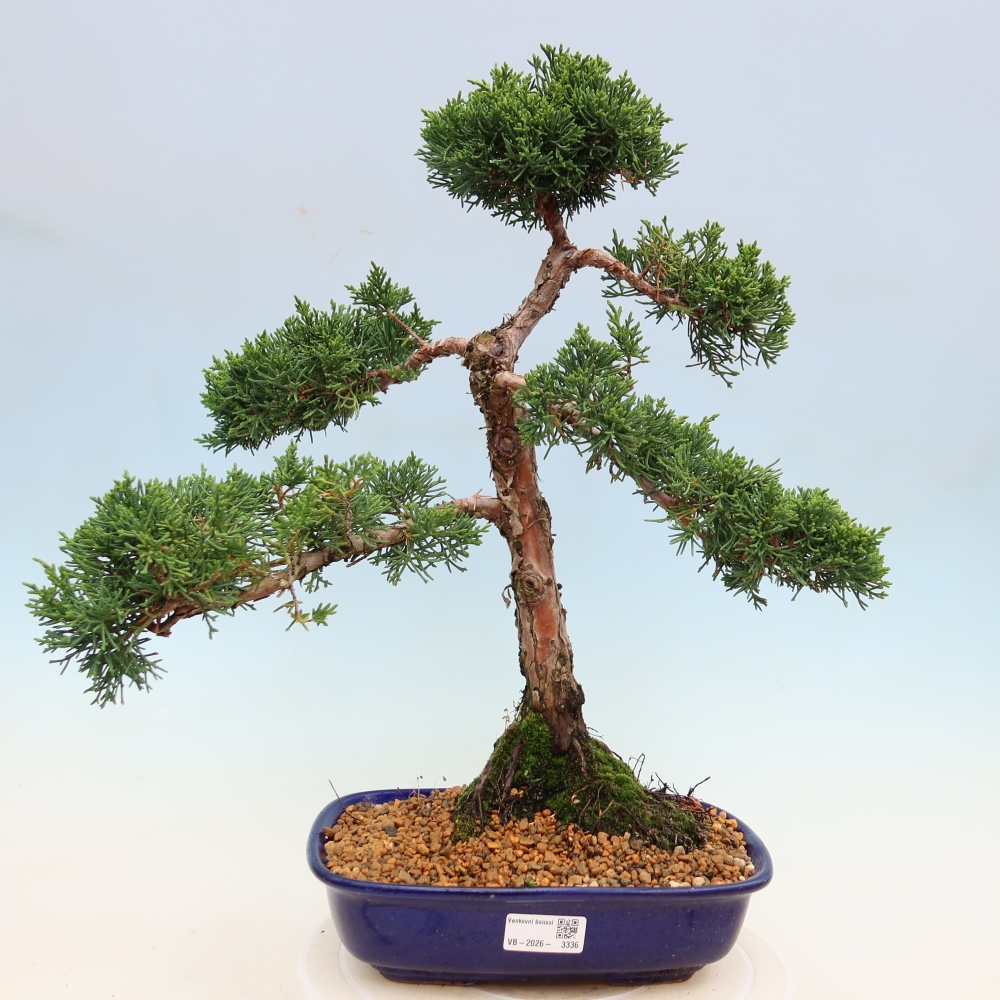 Vonkajší bonsaj - Juniperus chinensis Kishu