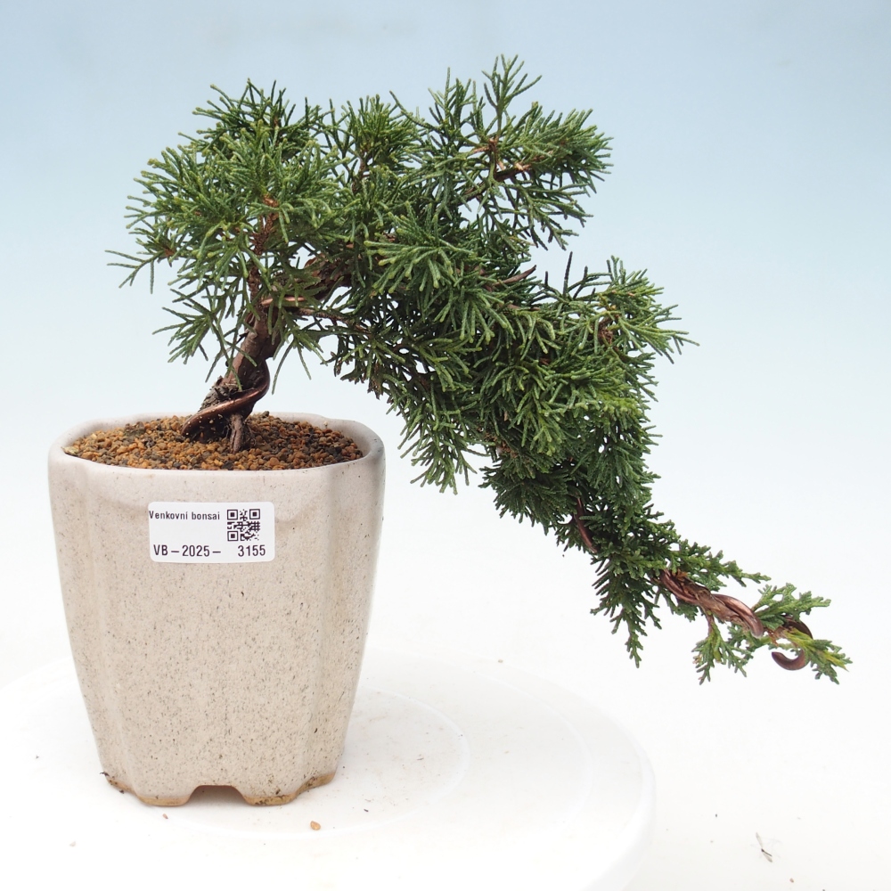 Vonkajší bonsai - Juniperus chinensis Kishu -Jalovec čínsky