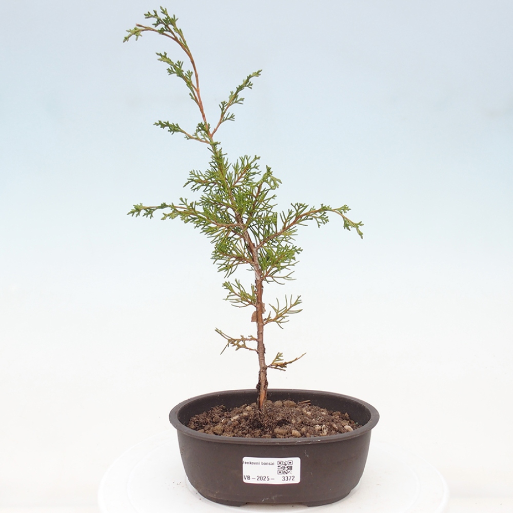 Vonkajší bonsai - Juniperus chinensis Itoigawa -Jalovec čínsky