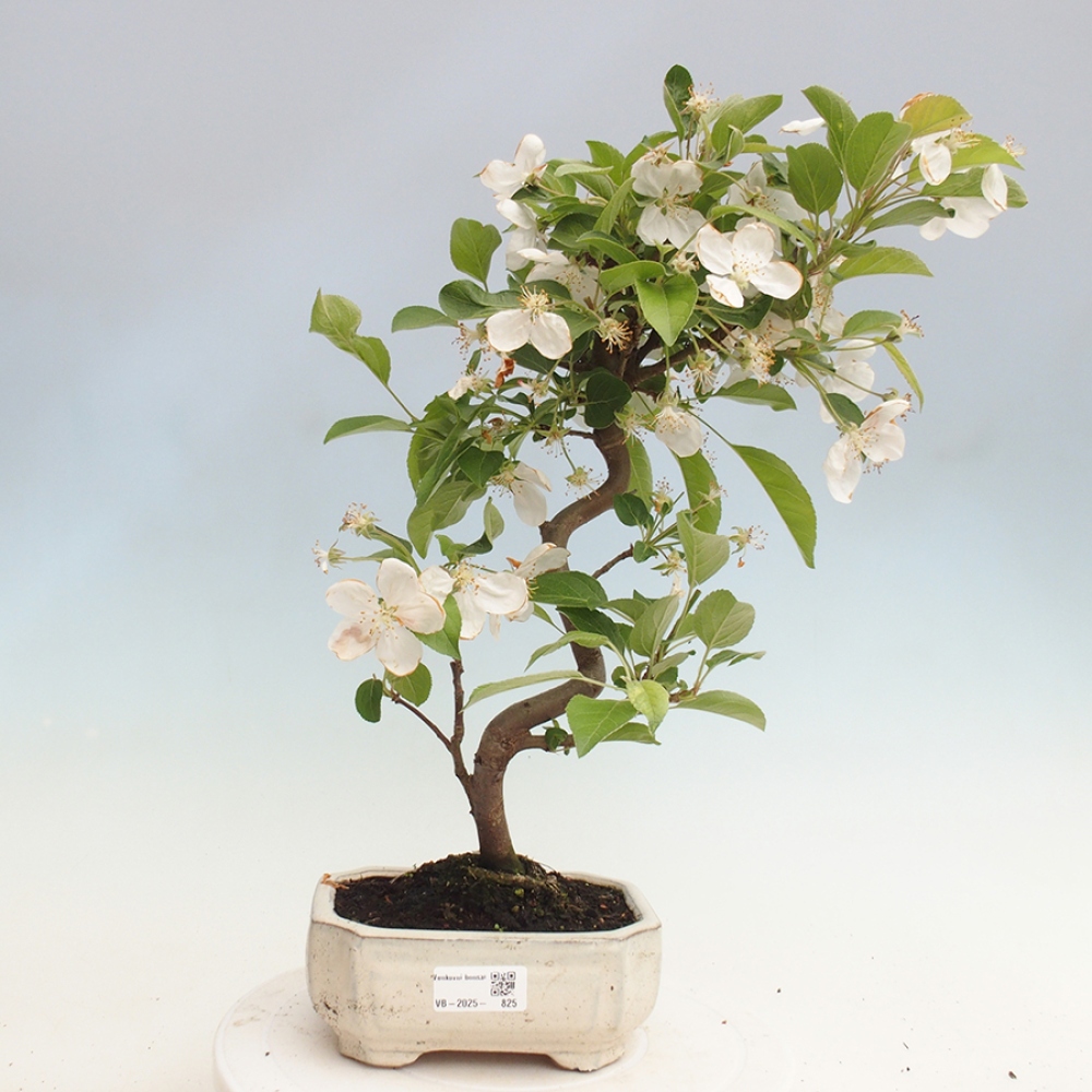 Vonkajší bonsai -Malus halliana - Maloplodá jabloň