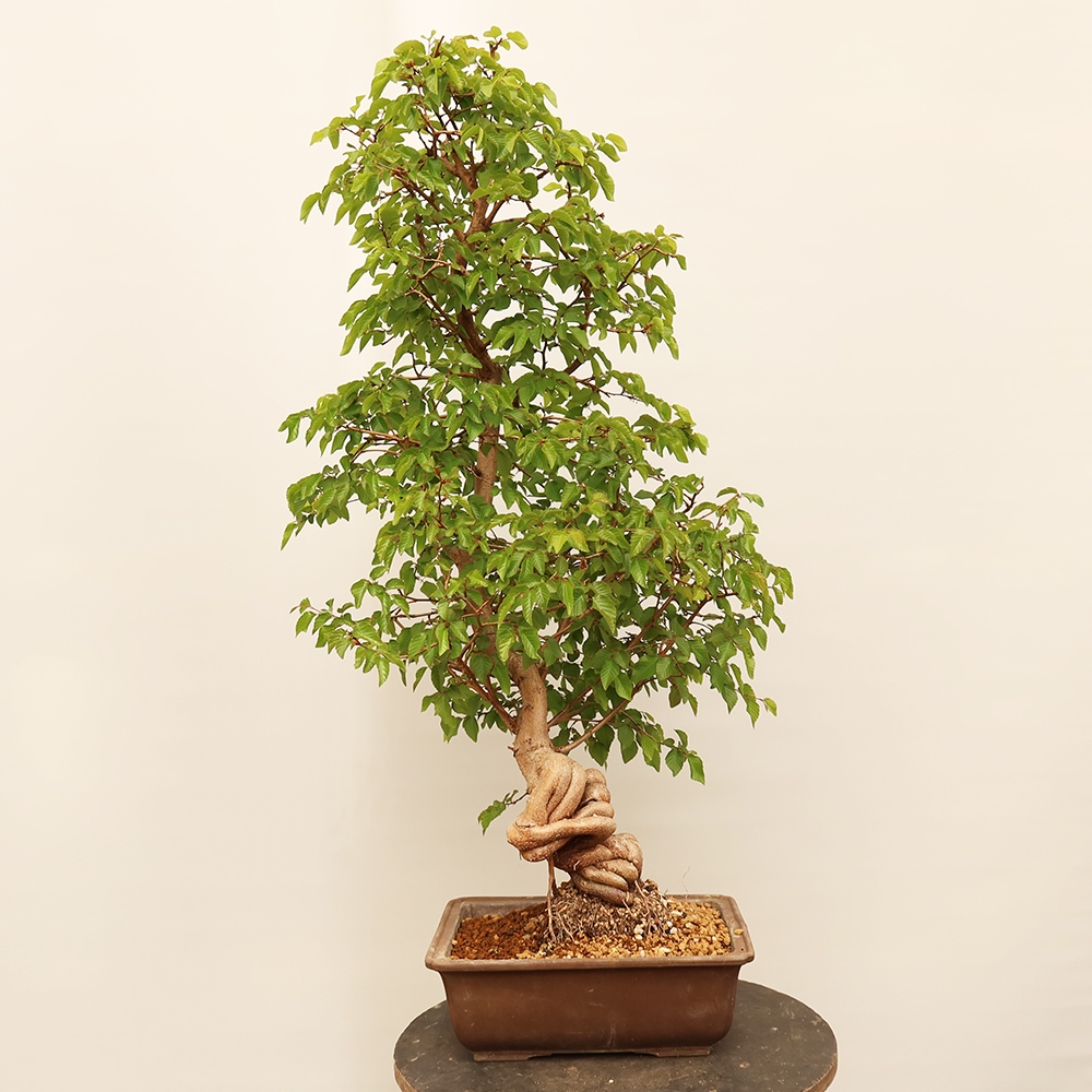 Vonkajší bonsai -Carpinus Coreana - Hrab kórejský