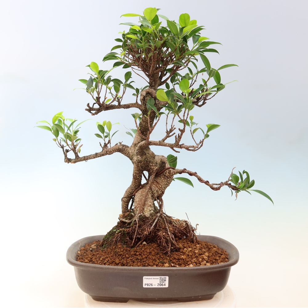 Izbové bonsaje - Ficus kimmen - drobnolistý fikus