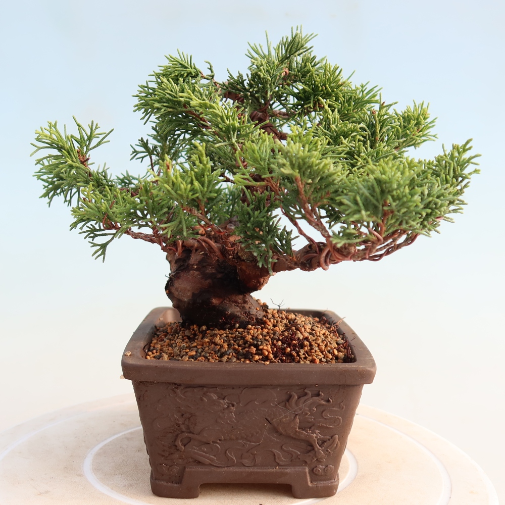 Vonkajší bonsai - Juniperus chinensis Itoigawa -Jalovec čínsky