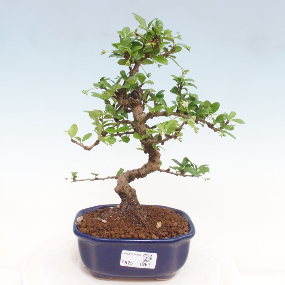 Izbová bonsai - Carmona macrophylla - Čaj fuki