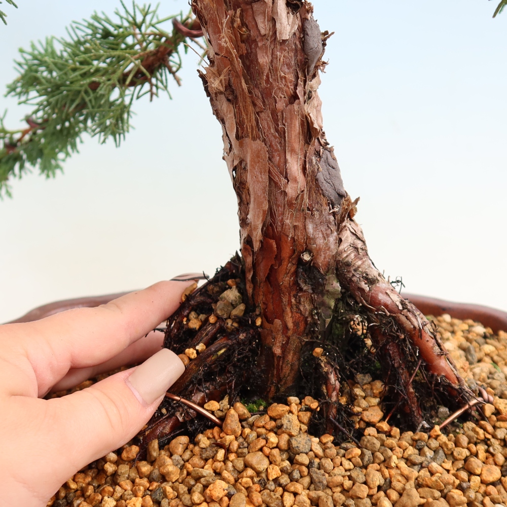 Vonkajší bonsaj - Juniperus chinensis Kishu
