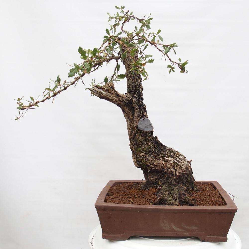 Yamadori - Quercus Ilex -Dub cezmínovitý