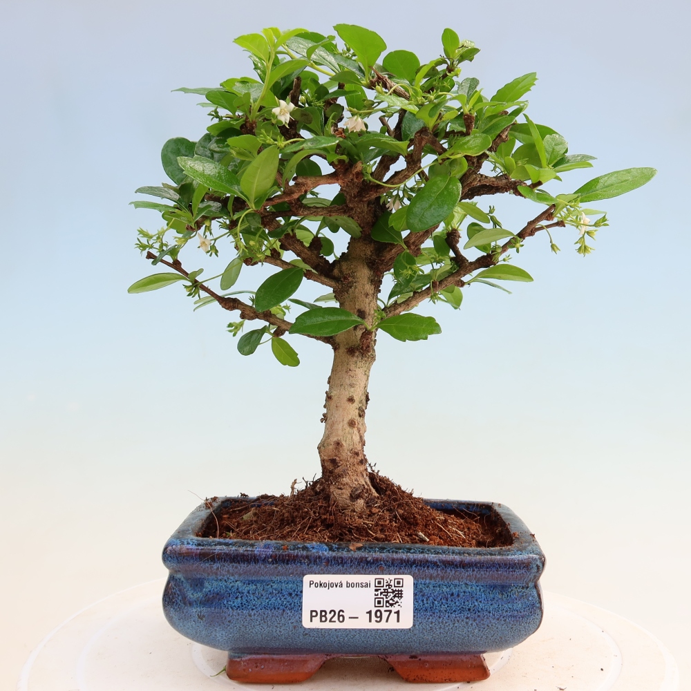 Izbové bonsaje - Carmona macrophylla - Tea fuki