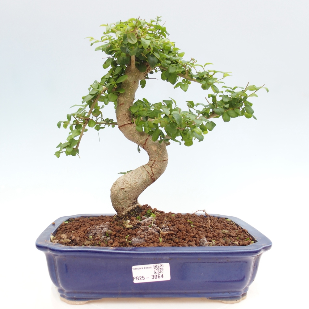 Izbová bonsai -Ligustrum chinensis - Vtáčí zob