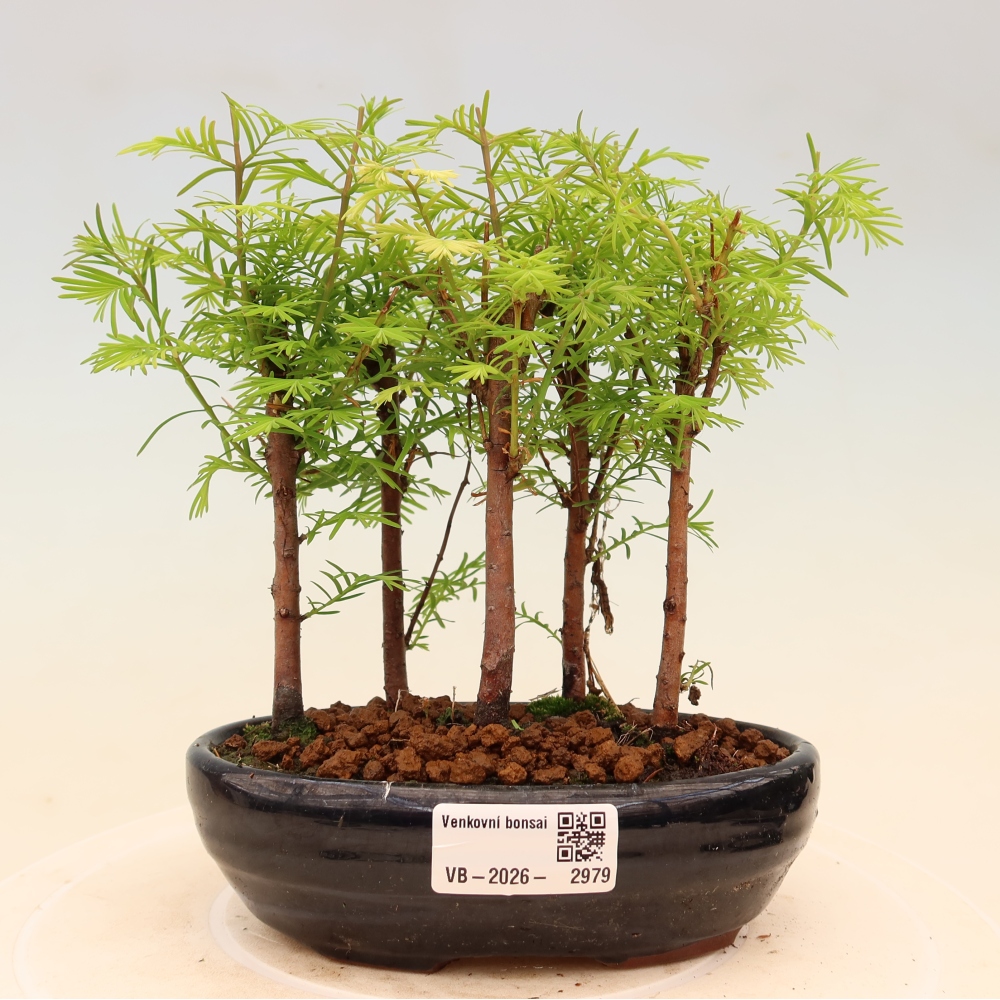 Vonkajší bonsai – Metasequoia glyptostroboides – čínska metasekvoja – hájik