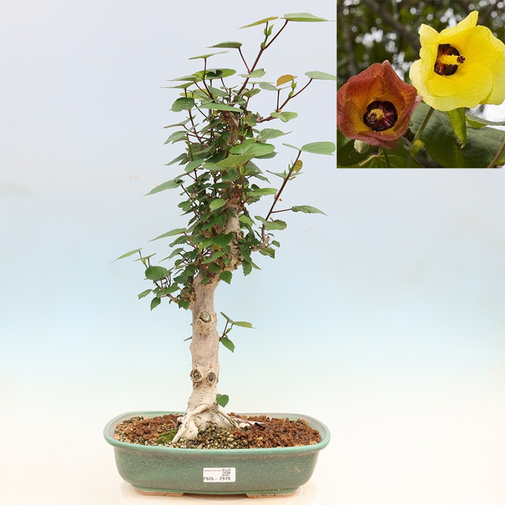 Izbový bonsaj - Hibiscus tiliaceus - Ibišek morský