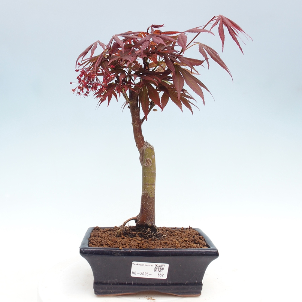Vonkajší bonsai - Acer palm. Atropurpureum-Javor dlanitolistý