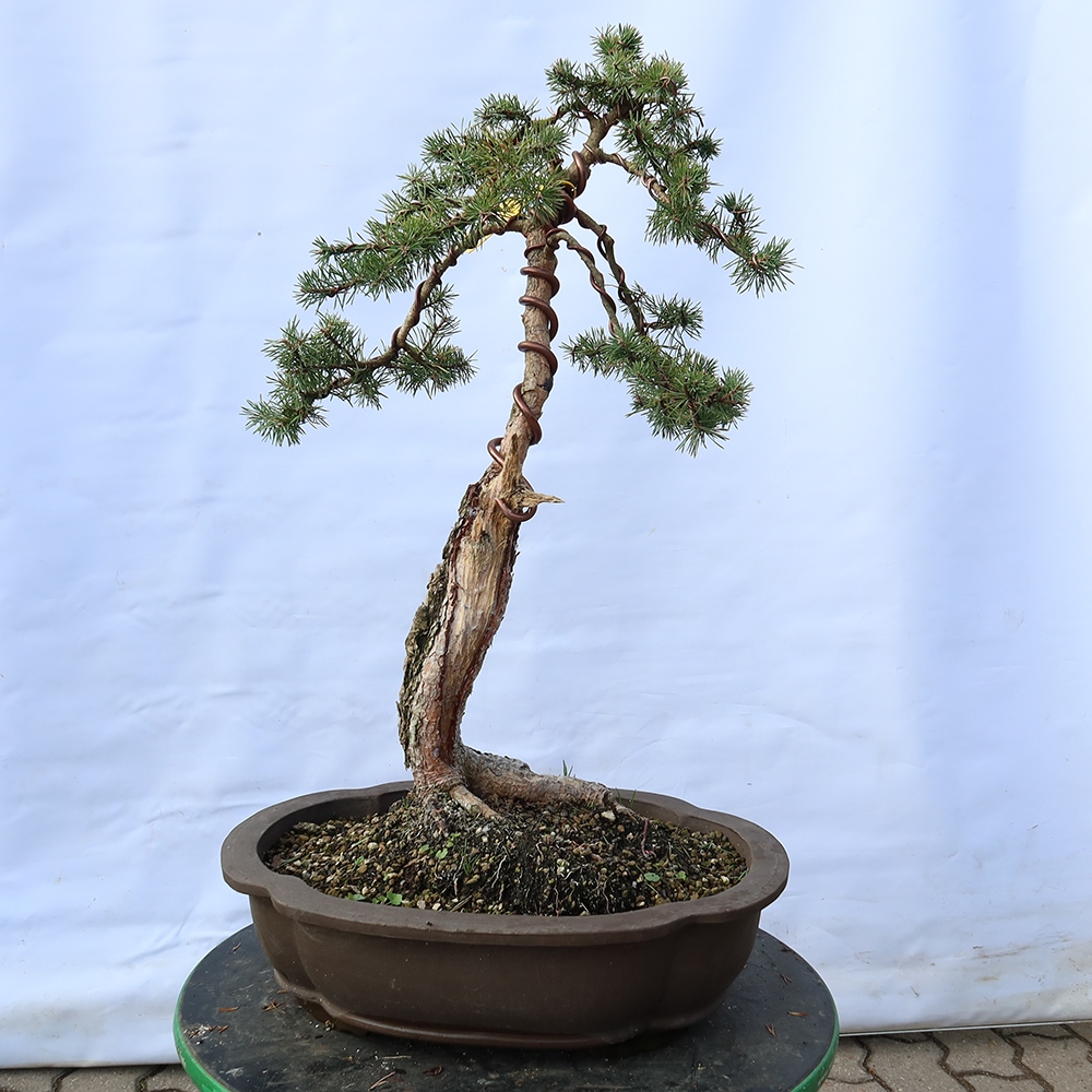 Pinus sylvestris Španielsko – borovica lesná