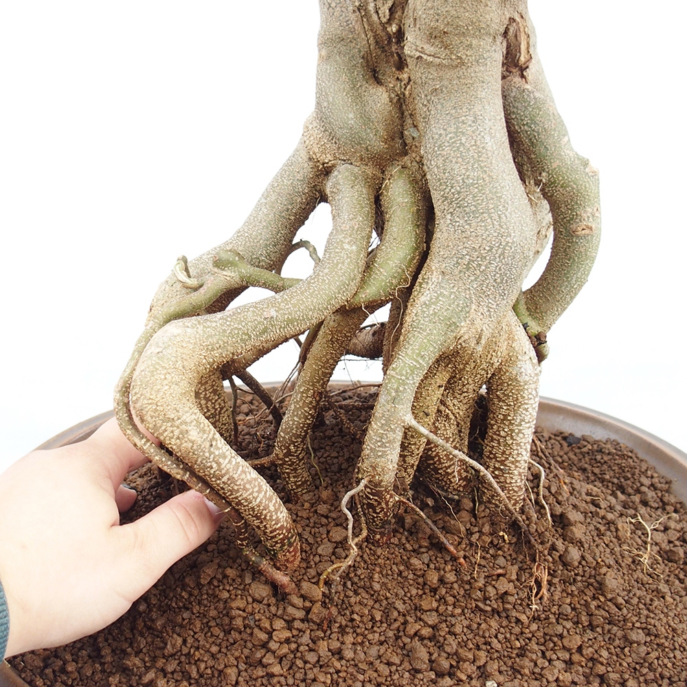 Vonkajšie bonsai - Javor Buergerianum - Javor Burgerův