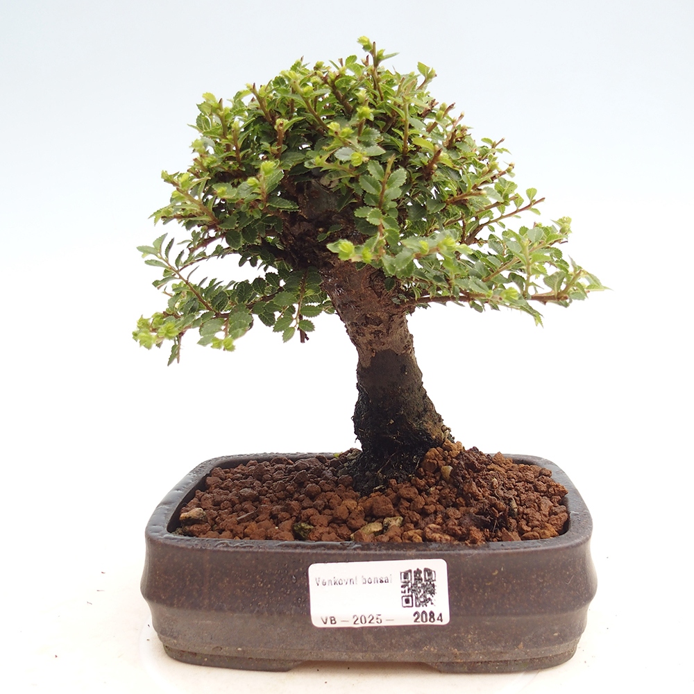 Vonkajší bonsai - Ulmus parvifolia Hokkaido - brest Čínsky