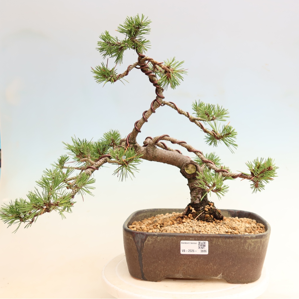 Vonkajšie bonsaje – Pinus mugo Humpy – borovica krivá