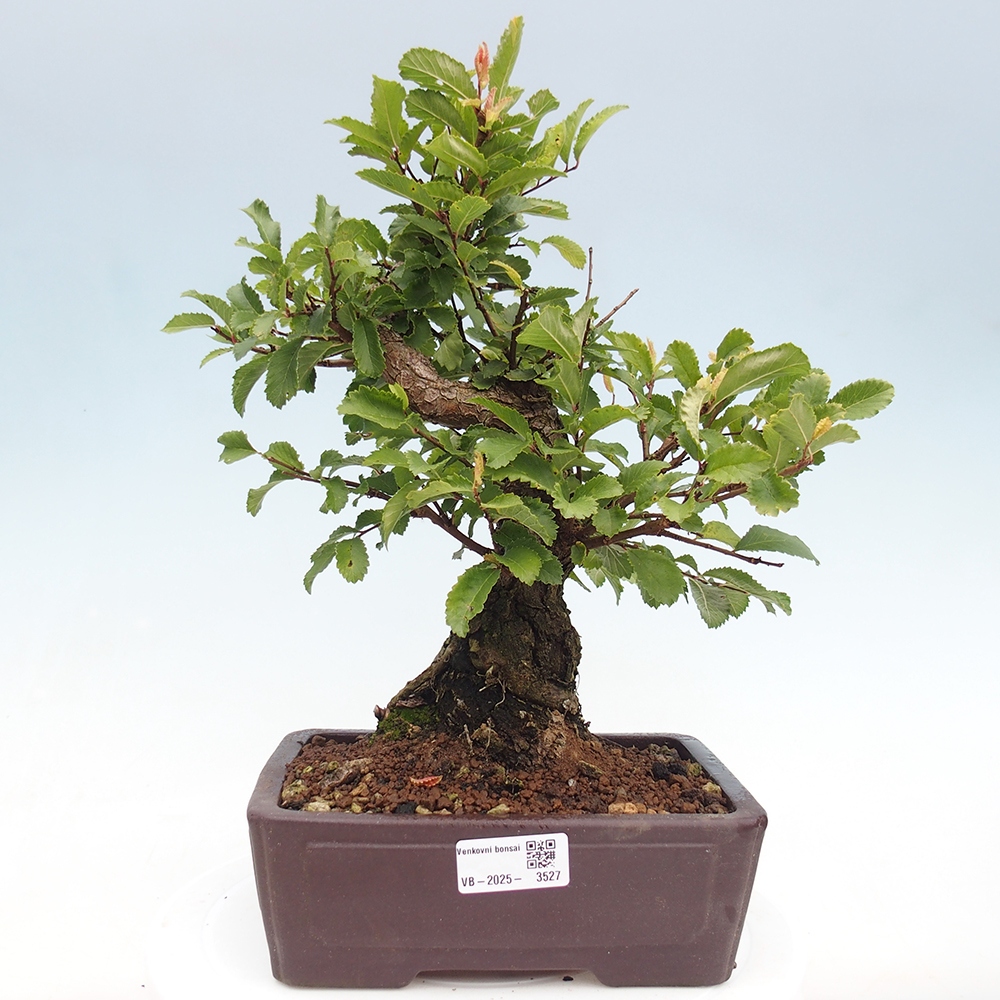 Vonkajšie bonsai - Zelkova - Zelkova serrata
