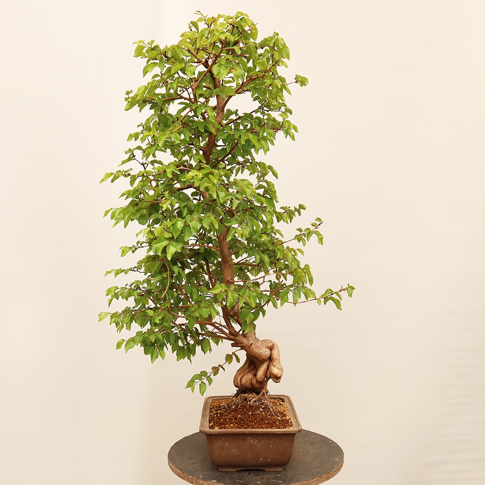 Vonkajší bonsai -Carpinus Coreana - Hrab kórejský