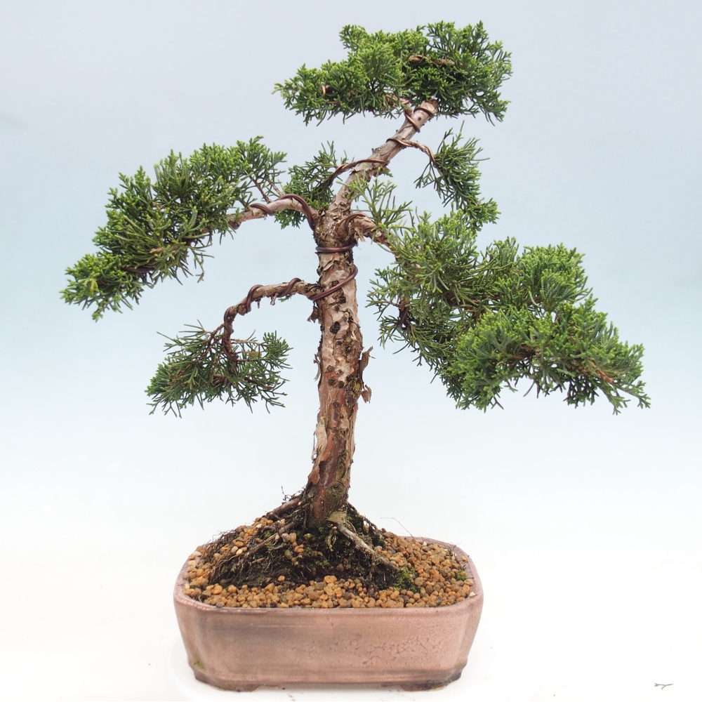 Vonkajší bonsaj - Juniperus chinensis Kishu
