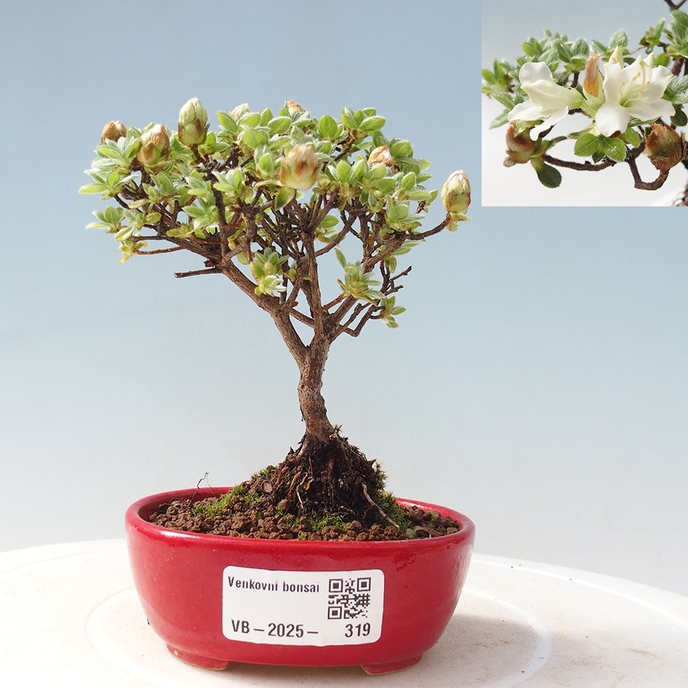 Vonkajší bonsai - Rhododendron indicum - Japonská azalka