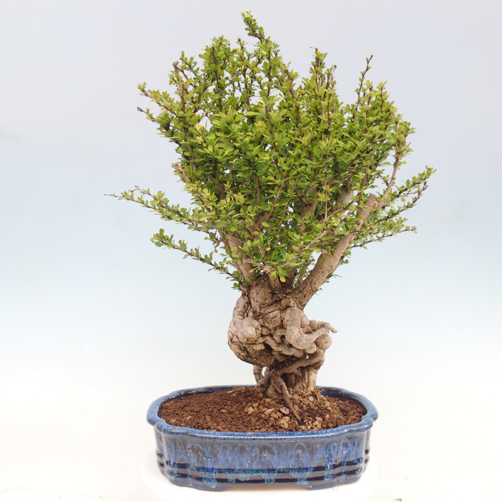 Vonkajšie bonsaje - Berberis coreana