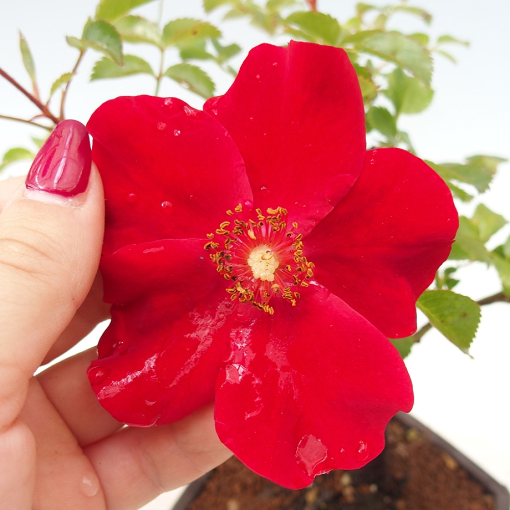 Vonkajší bonsai - Rosa Kordes - ruža