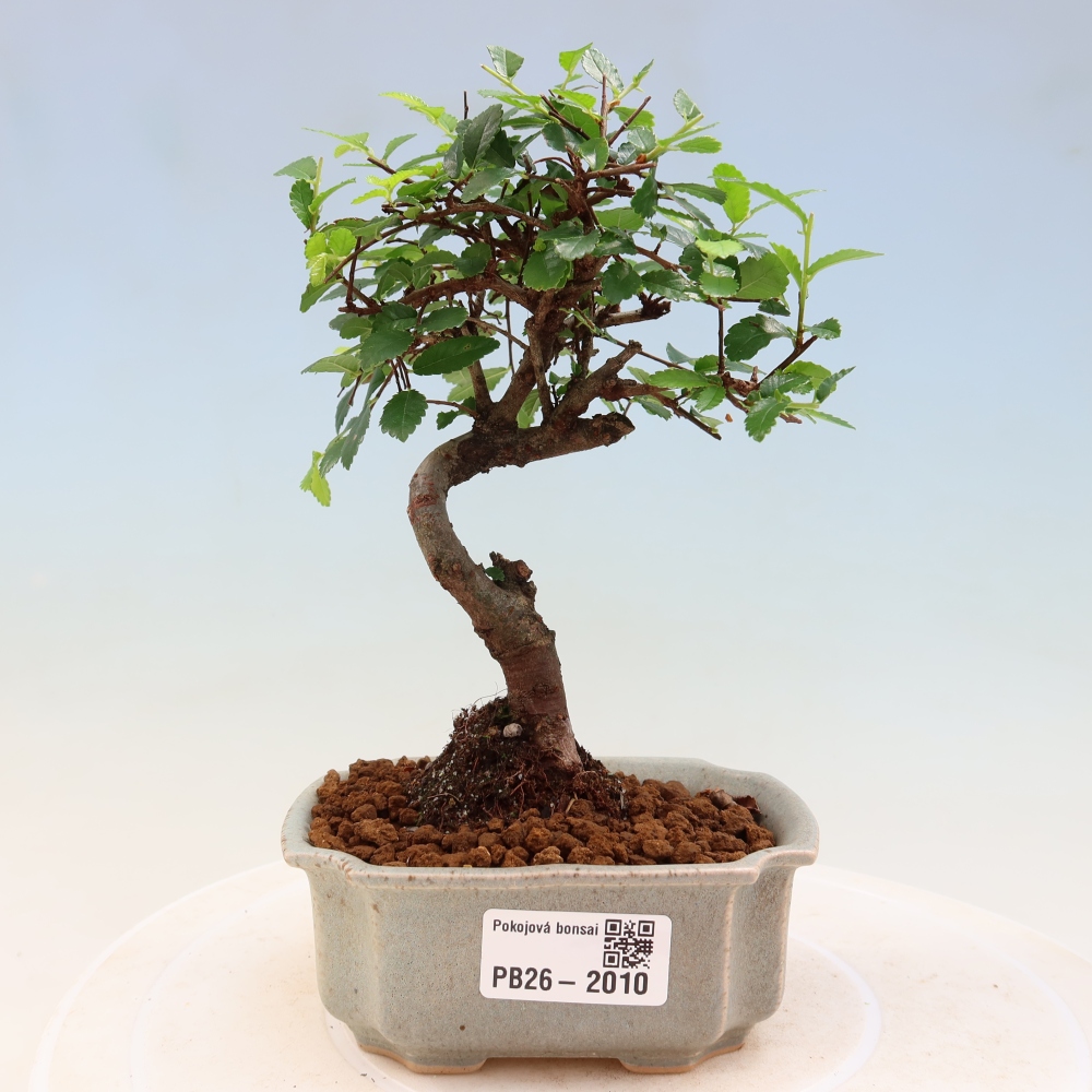 Izbový bonsaj - Ulmus parvifolia - brest malolistý