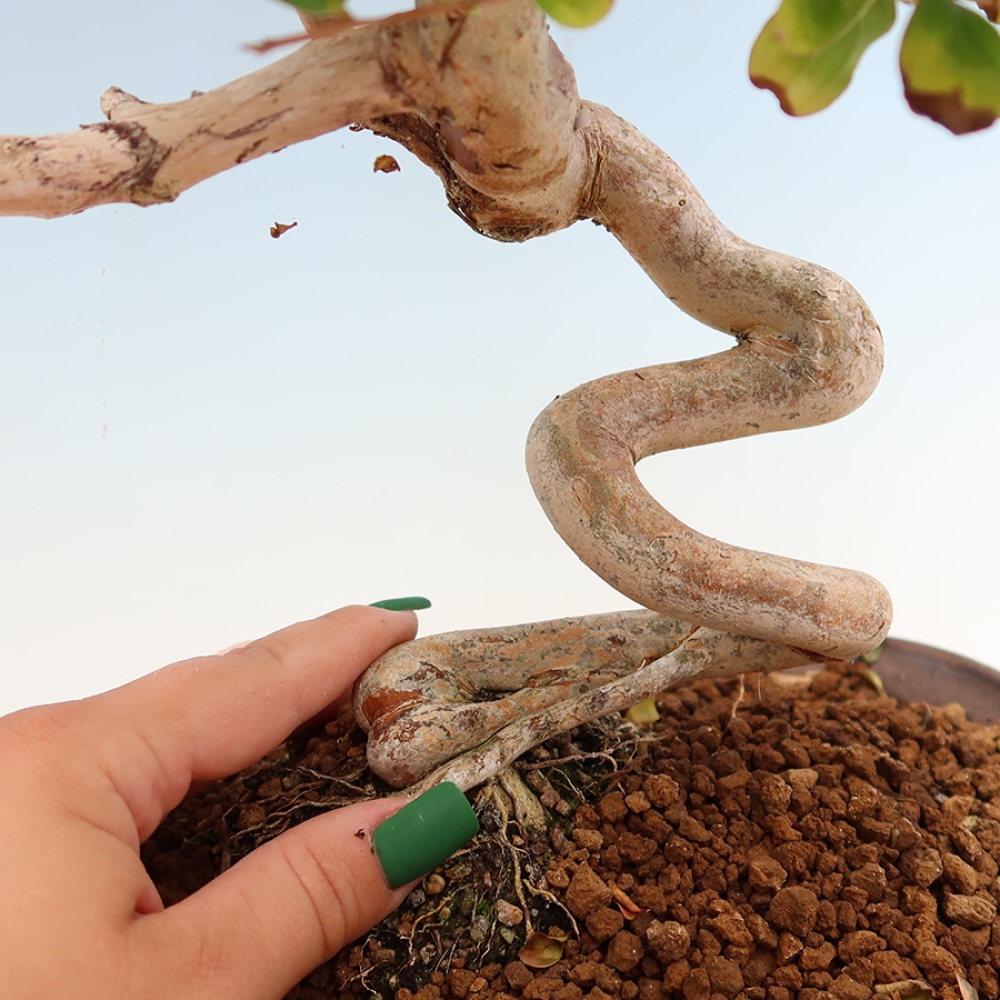 Izba bonsai – Lagerstroemia indica – indický orgován