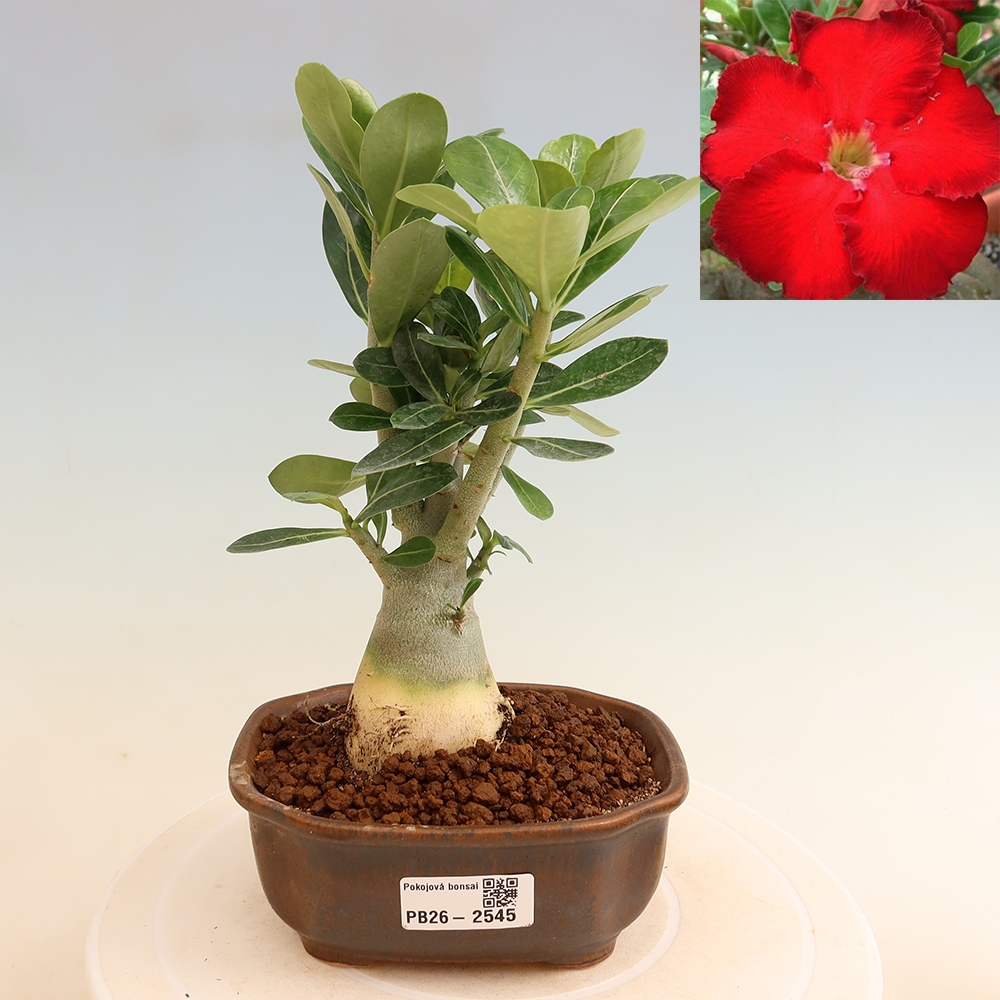 Izba bonsai – Adenium obesum Red Star – Púštna ruža