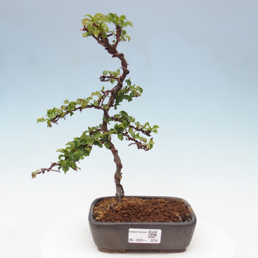 Vonkajšie bonsai - Chaneomeles s. Red Joy - Dulovec