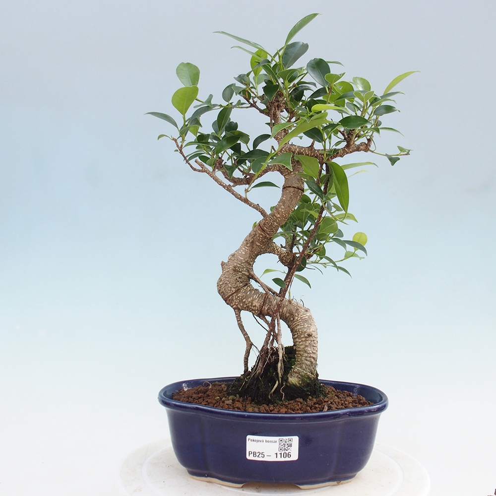 Izbová bonsai - Ficus retusa - malolistá fikus