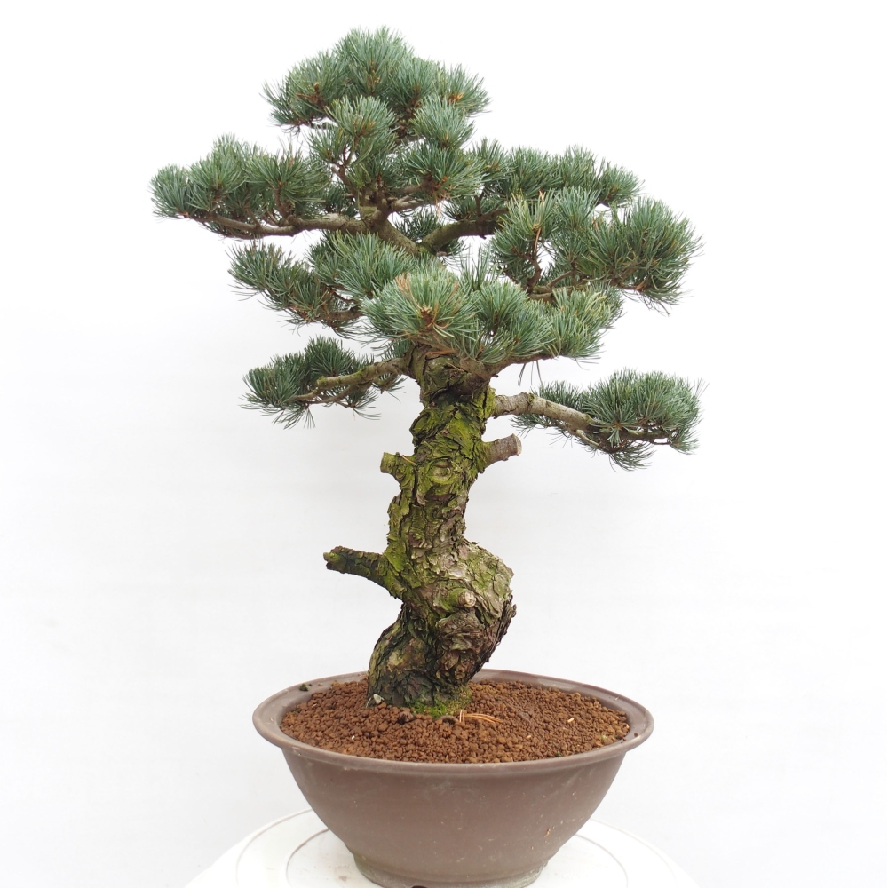 Vonkajšie bonsai - Pinus parviflora - Borovica drobnokvetá