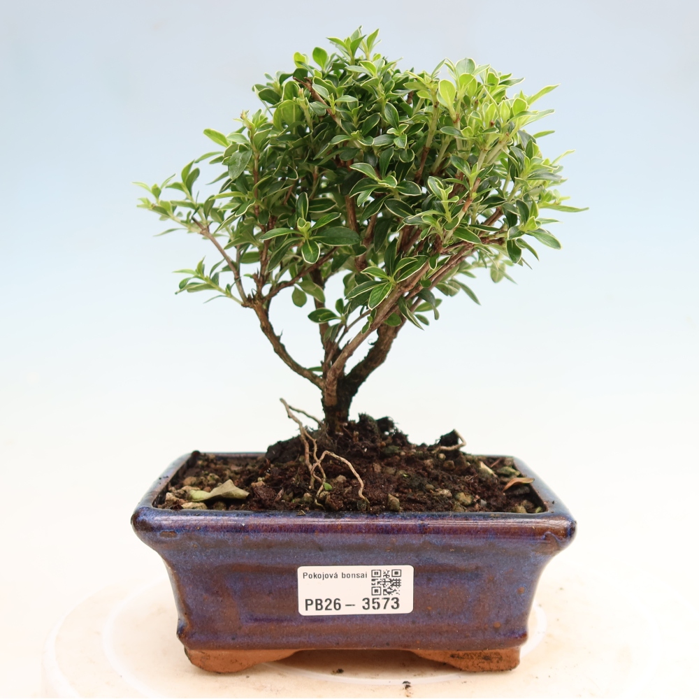 Izba bonsai – Serissa foetida Variegata – Strom tisíc hviezd