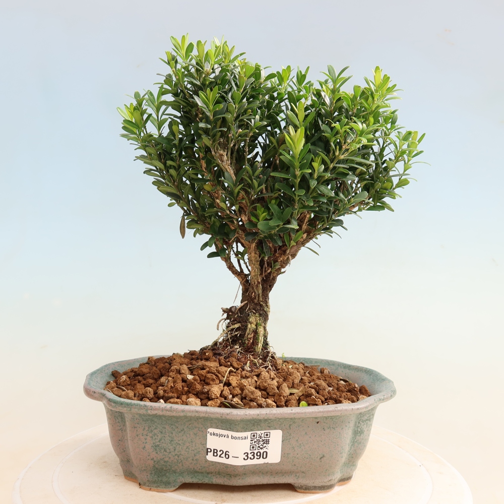 Izbové bonsaje - Buxus harlandii - korkový buxus