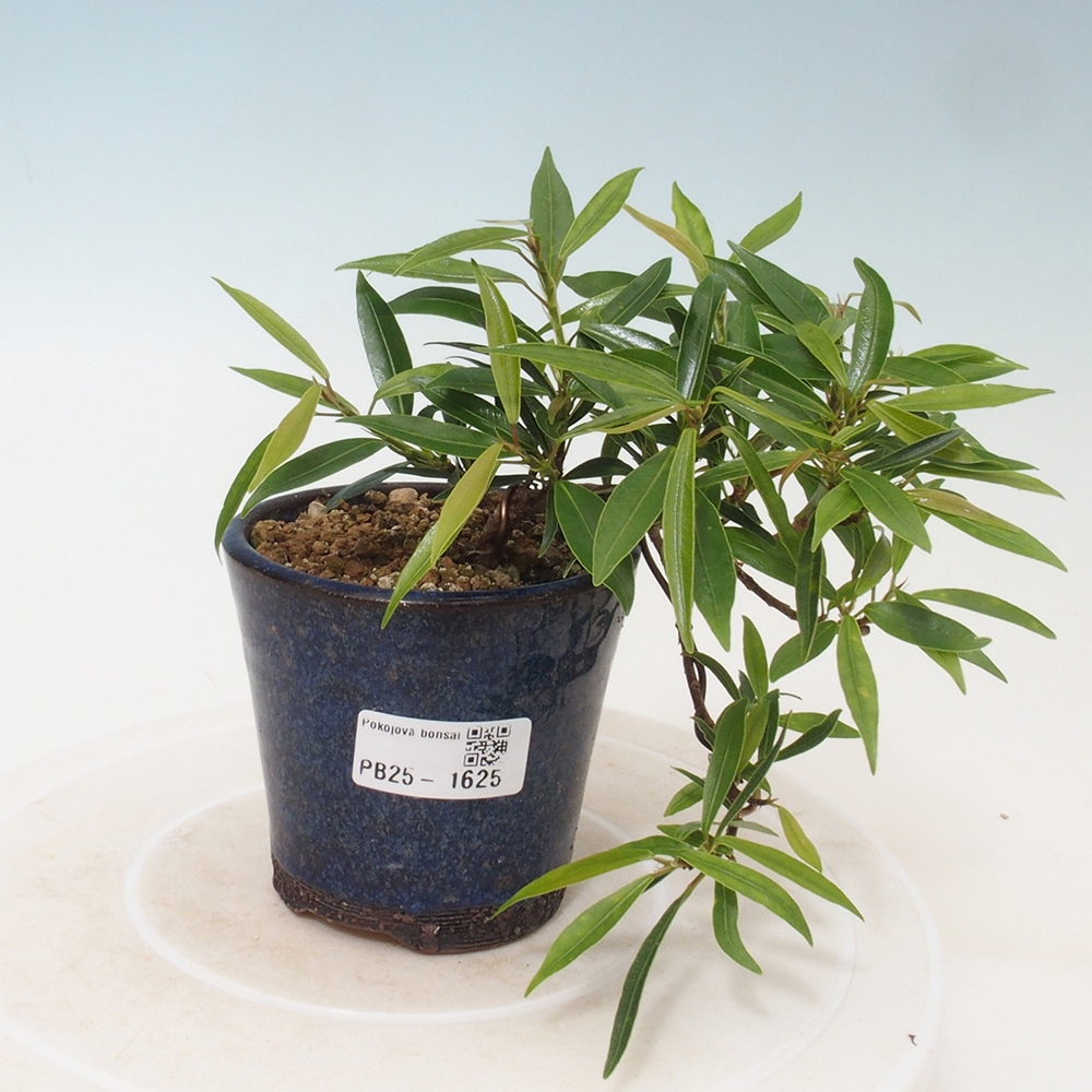 Izbová bonsai - Ficus nerifolia - malolistý fikus