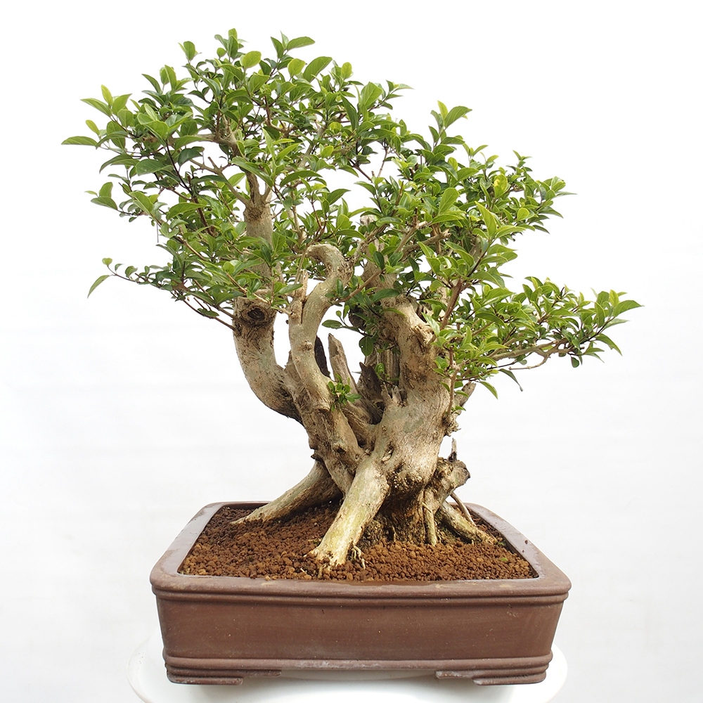 Izbová bonsai - Premna serratifolia - Kozlovoň malolistá