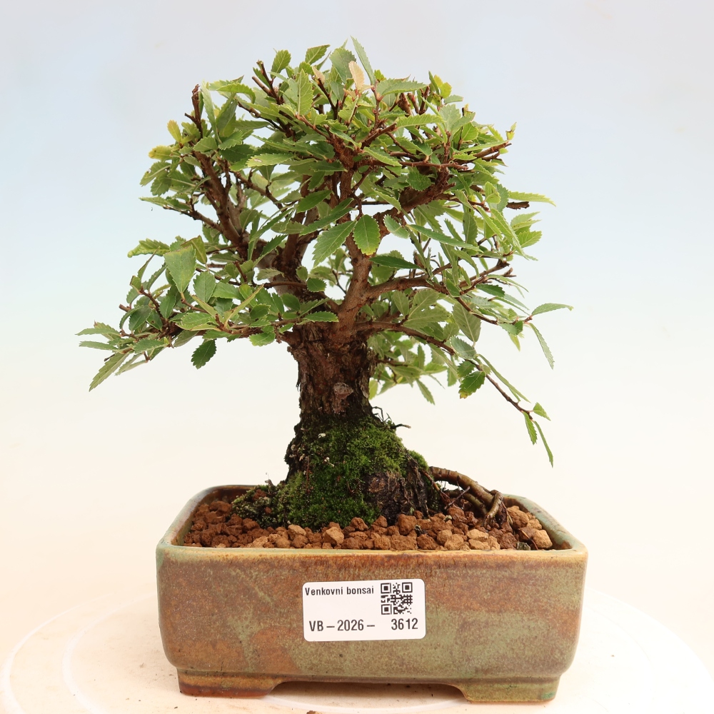 Vonkajšie bonsaje - Zelkova - Zelkova NIRE