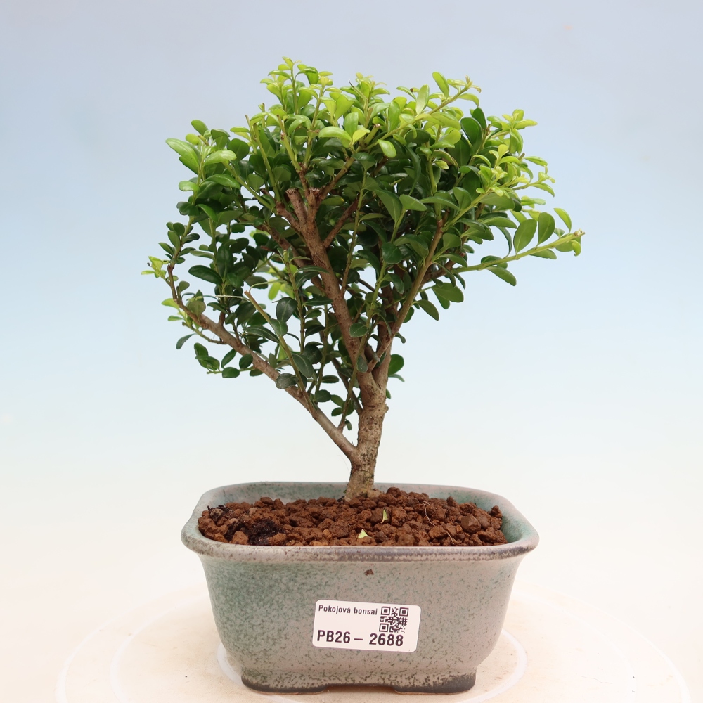 Izbový bonsaj - Ilex crenata - Cesmína