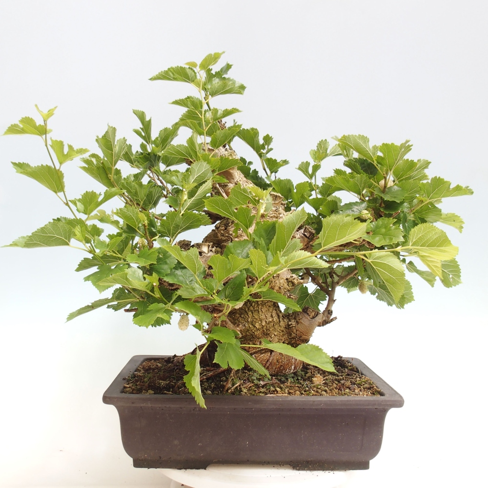 Vonkajšie bonsai -Morus albumy - moruše
