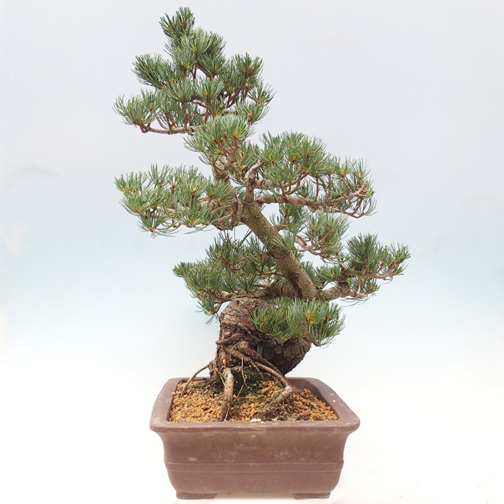 Vonkajšie bonsaje - Pinus parviflora - Pinus parviflora