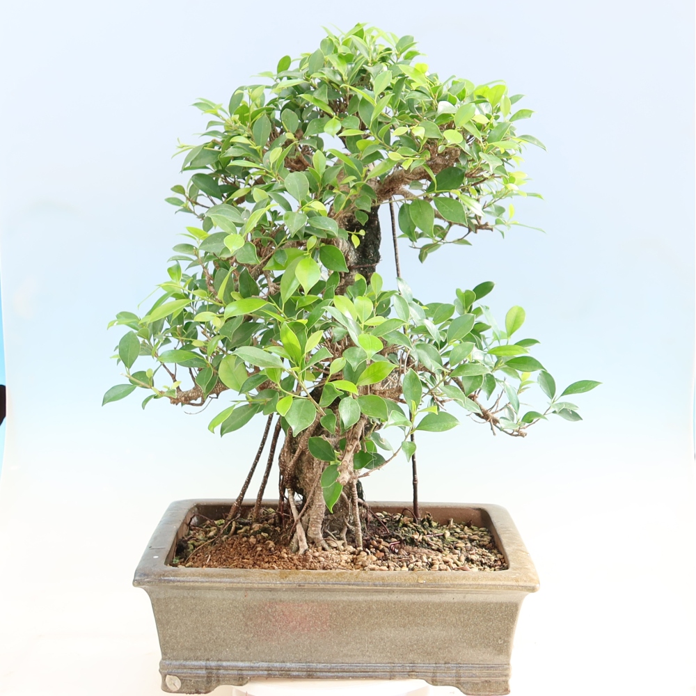 Izbové bonsaje - Ficus kimmen - drobnolistý fikus