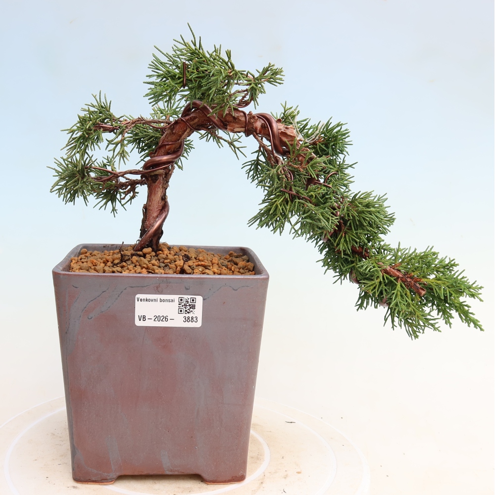 Vonkajší bonsaj - Juniperus chinensis Kishu