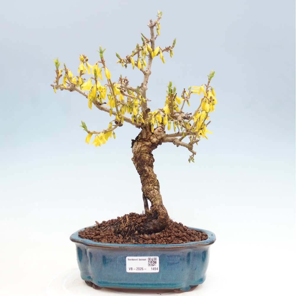 Vonkajšie bonsaje - Zlatice - Forsythia koreana