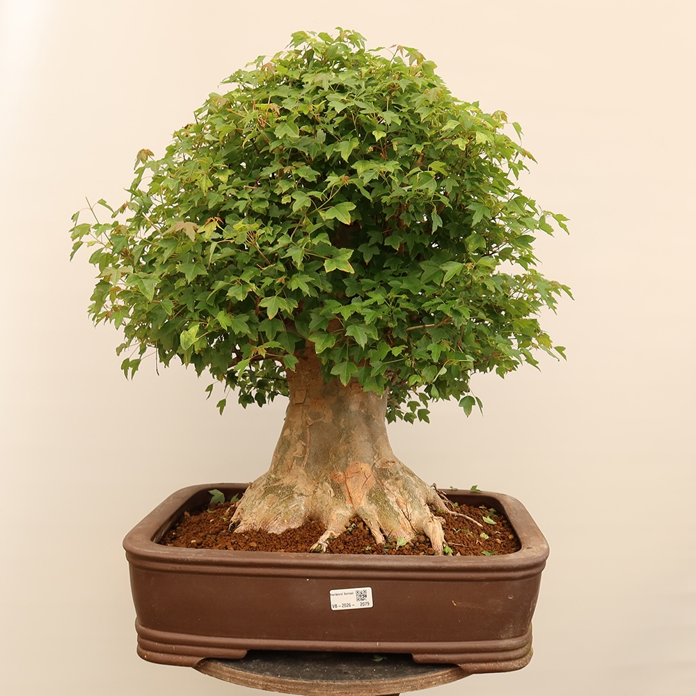 Vonkajšie bonsaje - Javor Burger - Acer Burgerianum