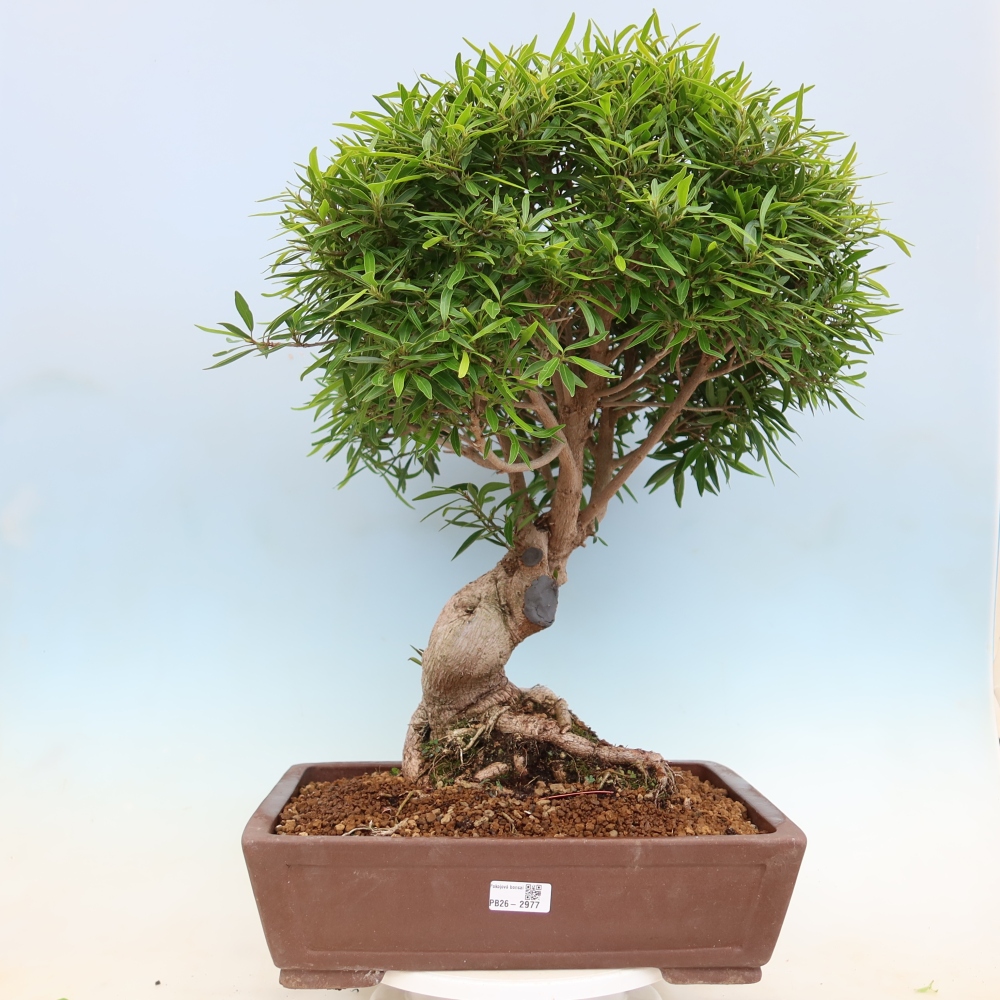 Izbové bonsaje - Ficus nerifolia - fíkus drobnolistý