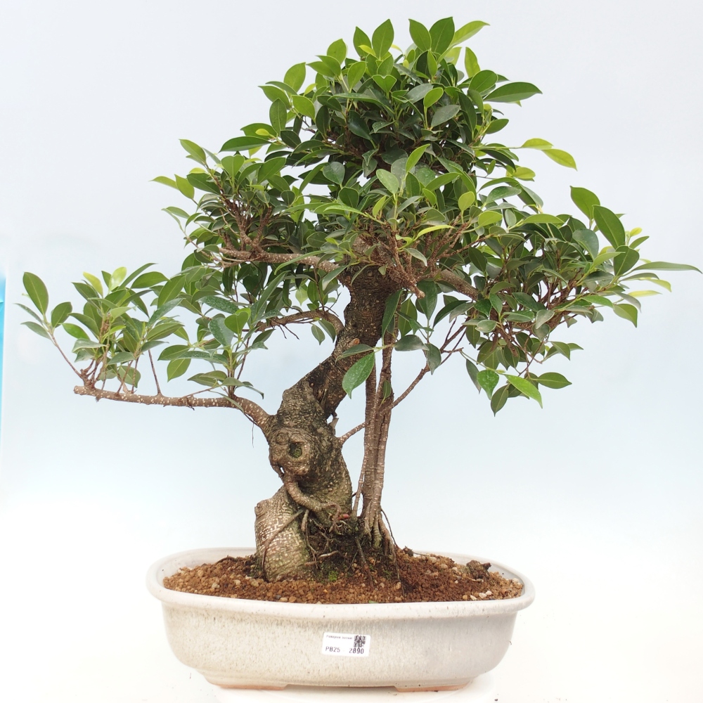 Izbové bonsaje - Ficus kimmen - drobnolistý fikus - len osobný odber alebo preprava na paletách