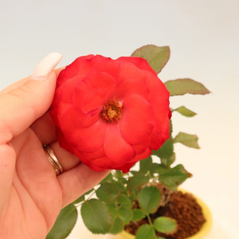 Vonkajšie bonsaje – Rosa Kordes – ruže