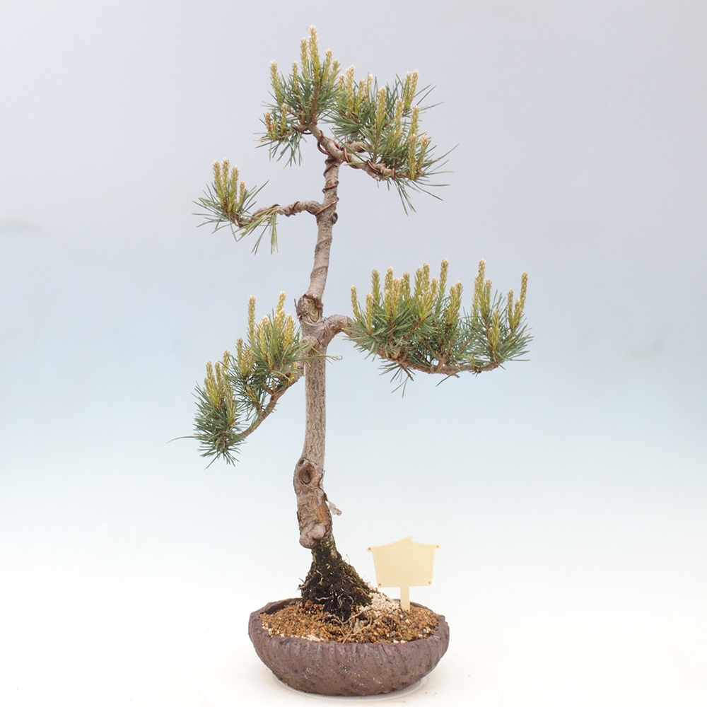 Vonkajšie bonsai - Pinus Sylvestris - Borovica lesná