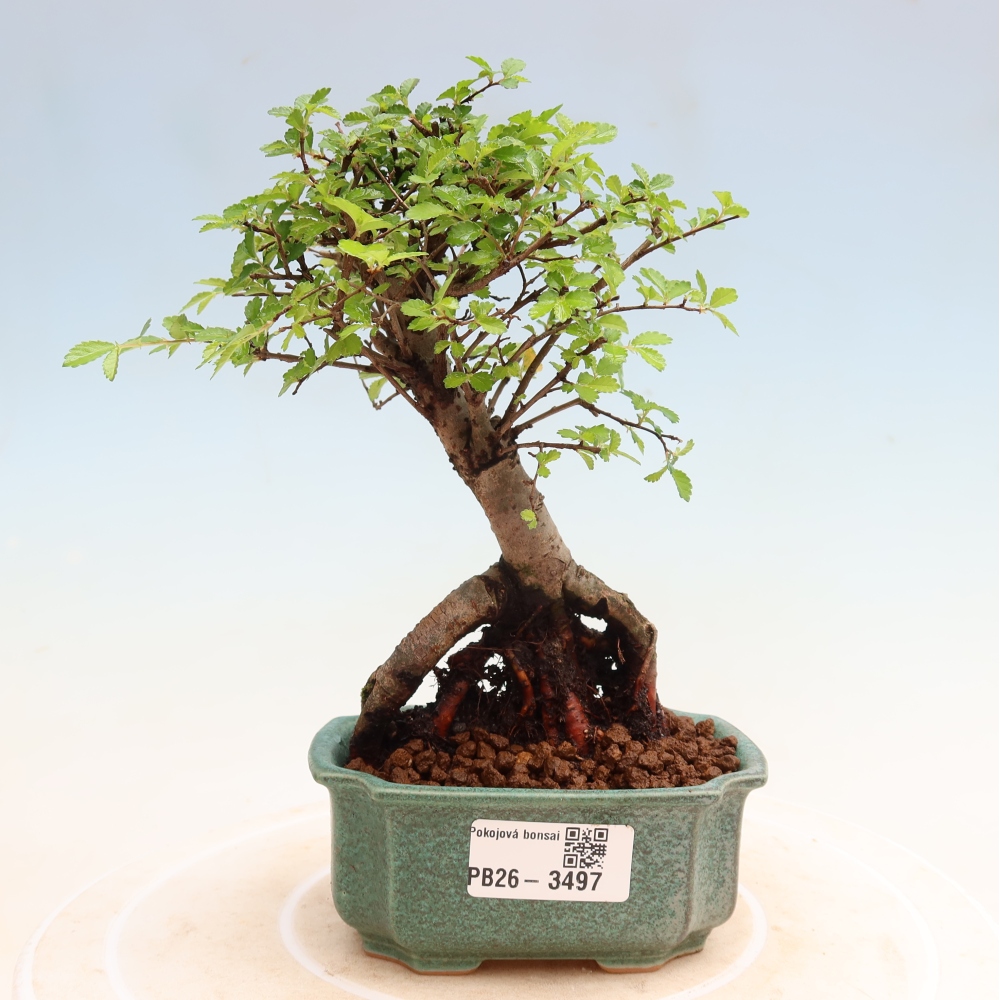 Izbový bonsaj - Ulmus parvifolia - brest malolistý